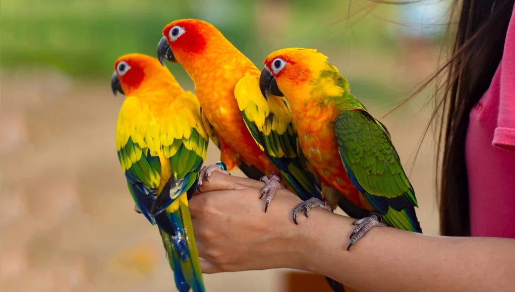 Best Birds as Pets - Pet Store X