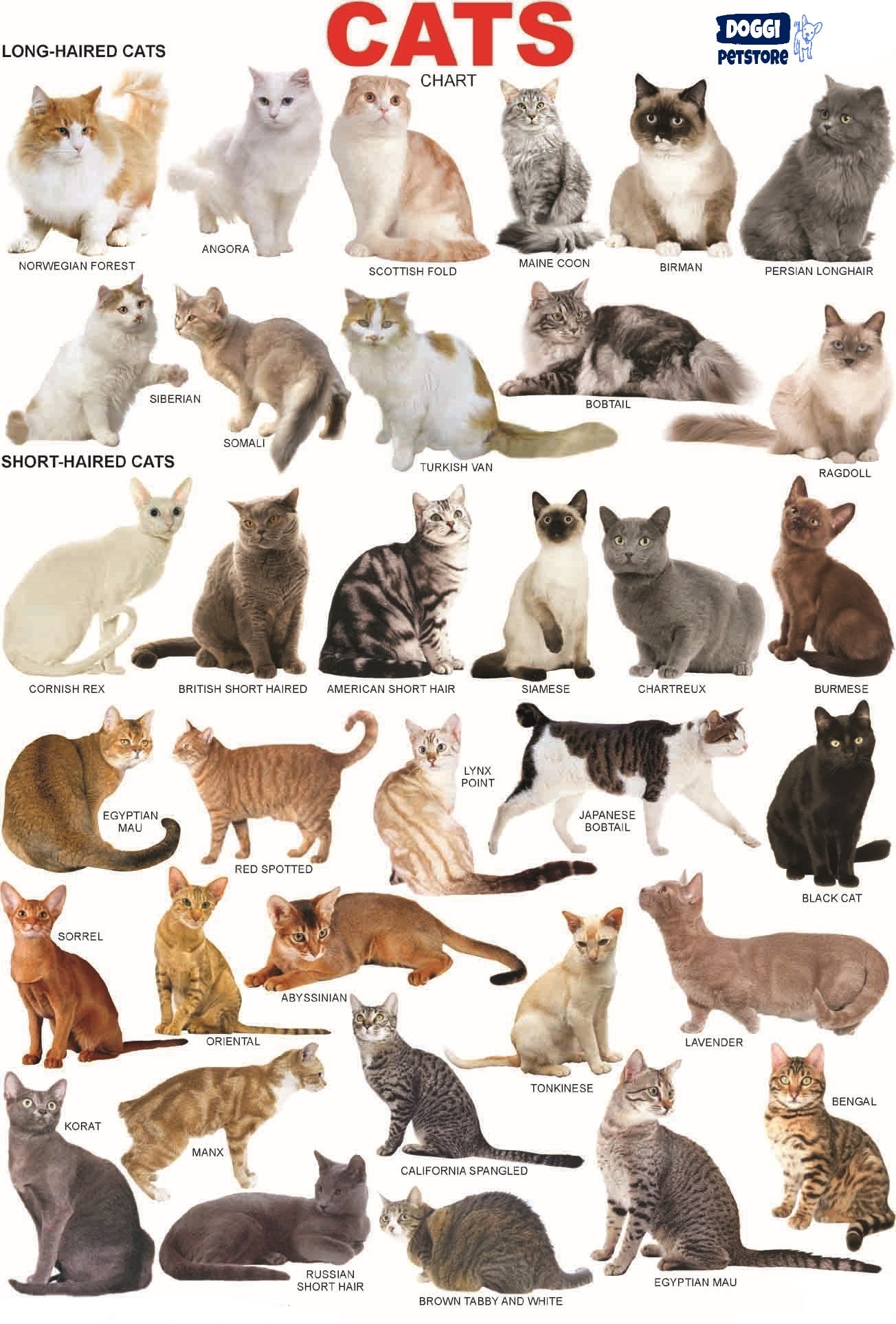 Cat Breed From A To D - Pet Store X