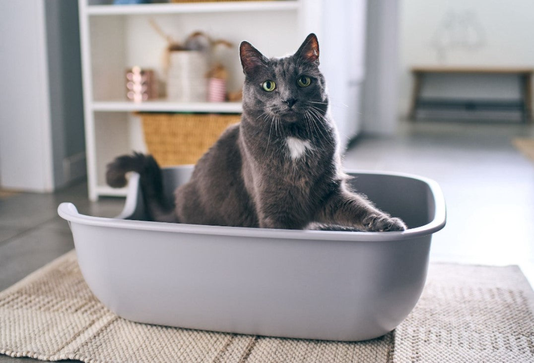 Cat Litter Box