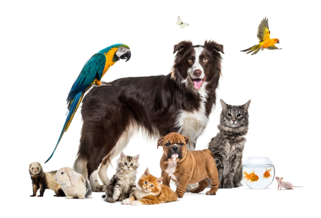 Choosing the Perfect Pet - Pet Store X