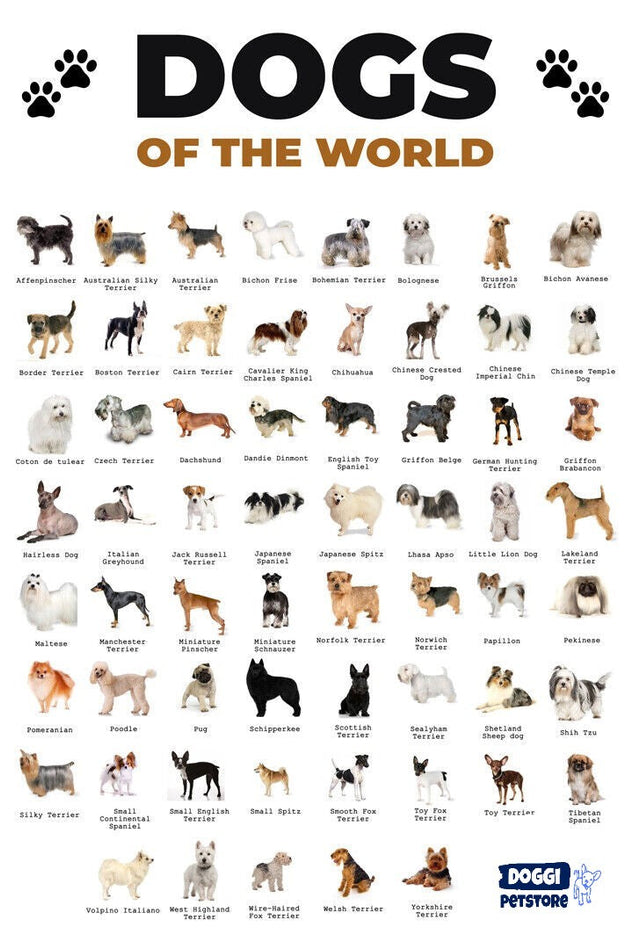 Dog Breed from A-B-C - Pet Store X