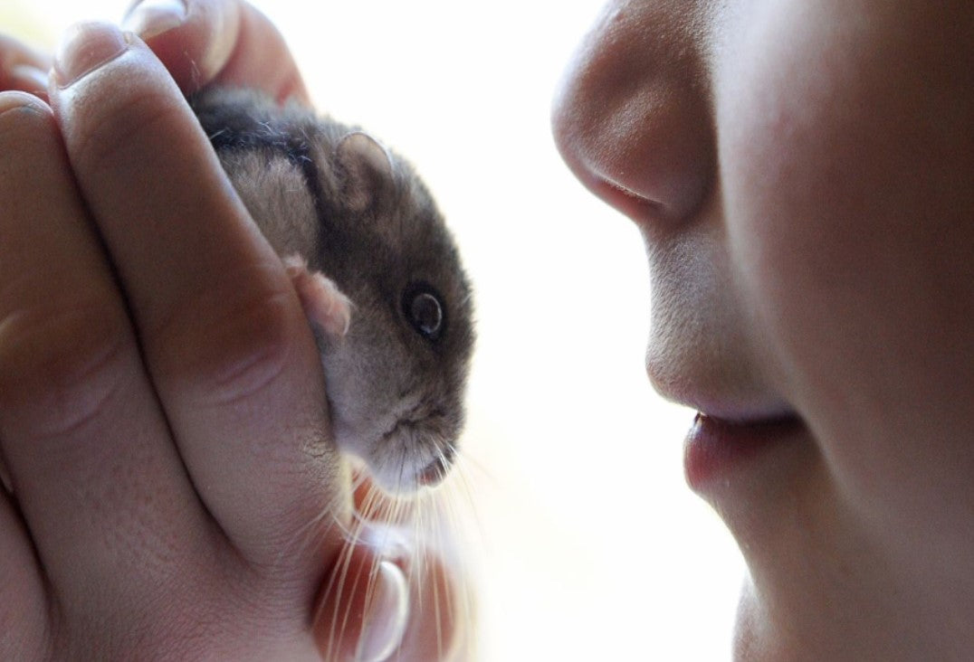 Are Hamsters a 'Good Pet'?