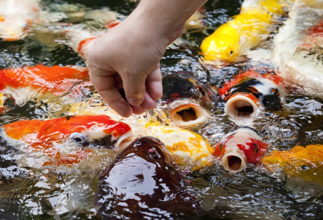 Koi Feeding and Food