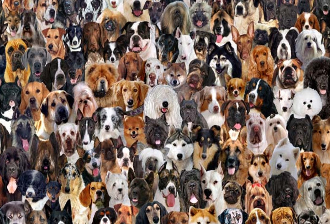 Select A Dog Breed - Pet Store X