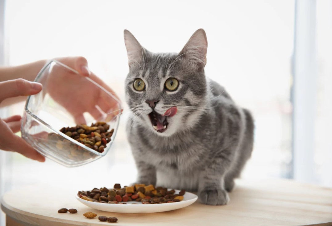 What food is best for cats?