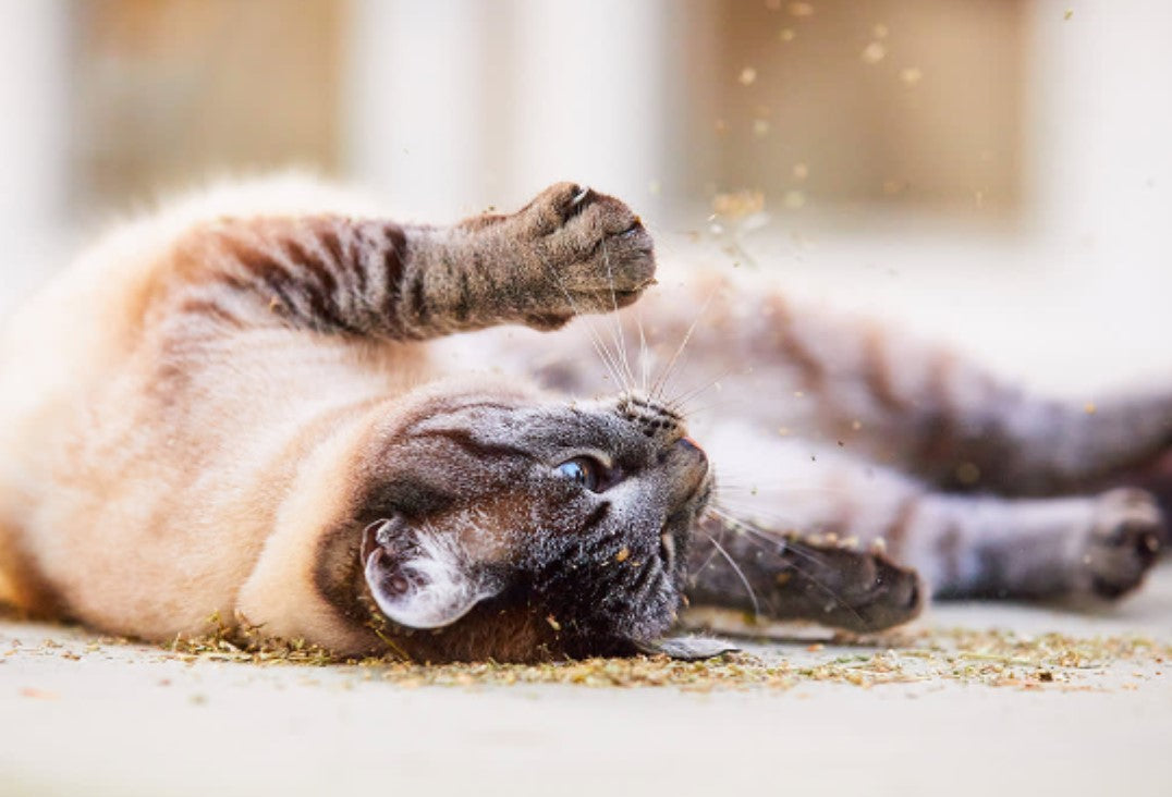 Why Cats Love Catnip? - Pet Store X