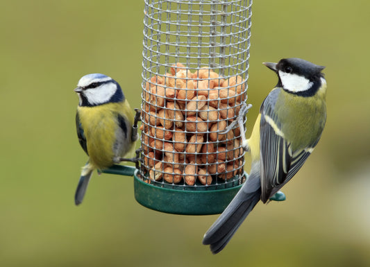 Bird Food