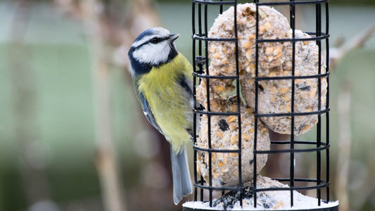 Bird Food