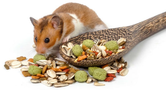 Small Animal Food