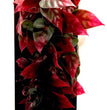 Penn-Plax Reptile Vine Green, Red 1ea/12 in