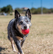 KONG Ball Dog Toy Red 1ea/MD/LG