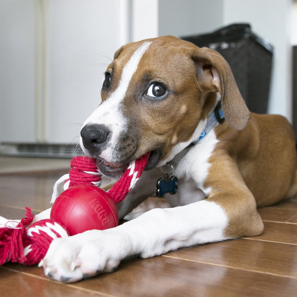 KONG Ball with Rope Dog Toy Red 1ea/SM