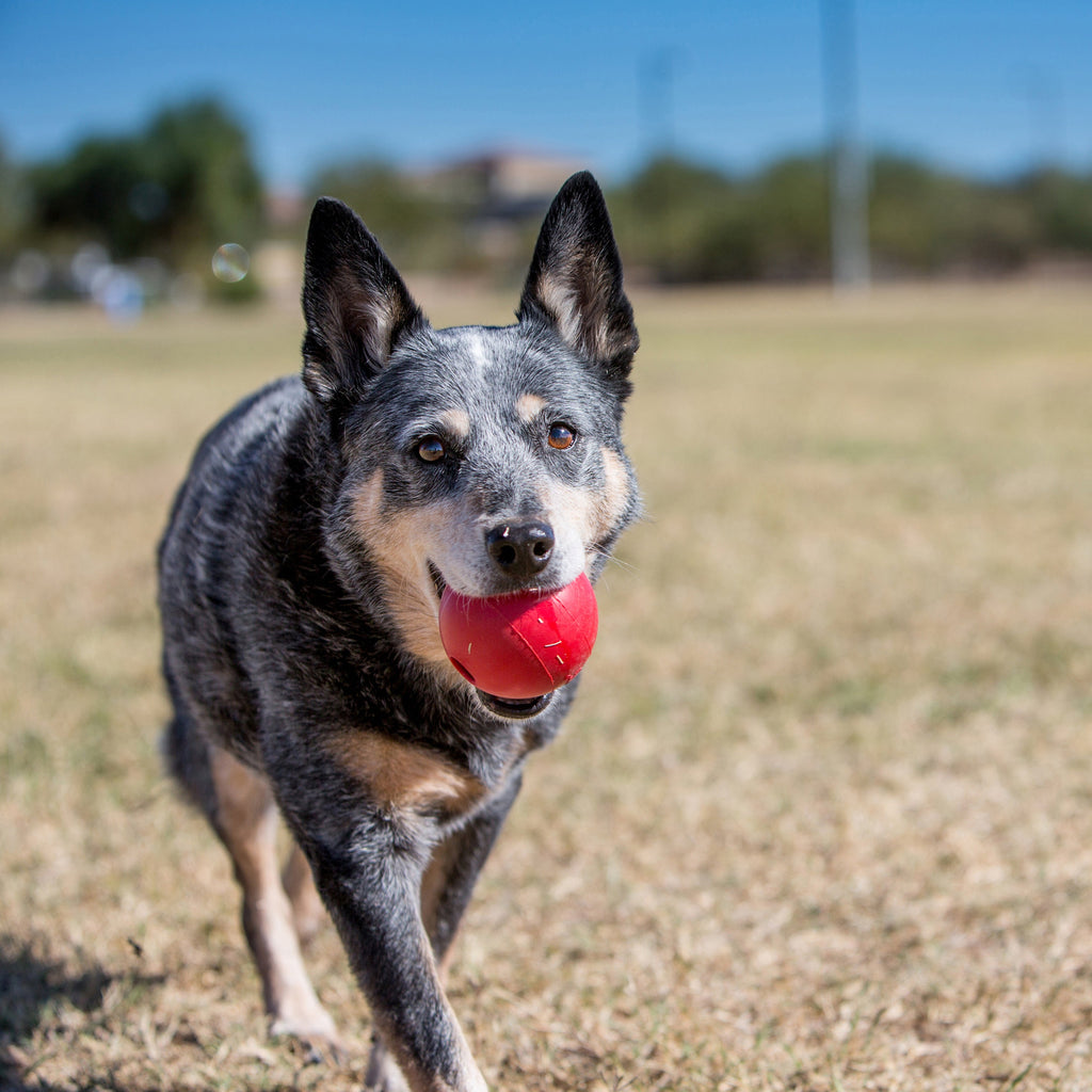 KONG Ball Dog Toy Red 1ea/SM