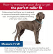 Inspire Adjustable Dog Collar Aqua 5/8 x 8-12in. XSmall