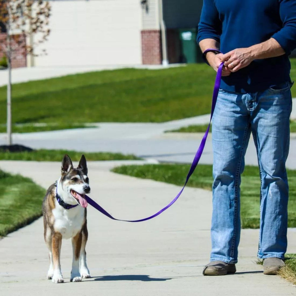 Inspire Dog Leash Purple 5/8 in. x 6ft.. Small/Medium