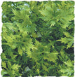 Zoo Med Natural Bush Australian Maple Plants Green 1ea/14 in, SM