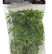 Zoo Med Natural Bush Cannabis Plants Green 1ea/14 in, SM for your Pet Reptile with Pet Store X.