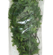 Zoo Med Natural Bush Congo Ivy Plants Green 1ea/18 in, MD