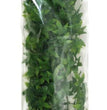 Zoo Med Natural Bush Congo Ivy Plants Green 1ea/22 in, LG for your Pet Reptile with Pet Store X.