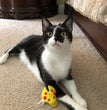 Yeowww! Lady-Krinkle-Bug Catnip Cat Toy 1ea/One Size