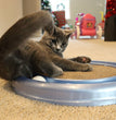 Bergan Turbo Scratcher Cat Toy Scratching Pad Assorted