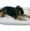 SnooZZy Sheepskin Bolster Kennel Dog Mat White 1ea/XS for your Pet Dog with Pet Store X.