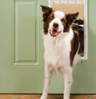 PetSafe Plastic Pet Door White 1ea/LG for your Pet Dog with Pet Store X.