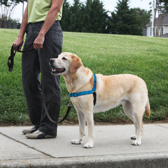 PetSafe Deluxe Easy Walk Steel Dog Harness Black/Ocean 1ea/MD/LG for your Pet Dog with Pet Store X.