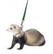 Marshall Pet Products Ferret Harness and Lead Set Black 1ea