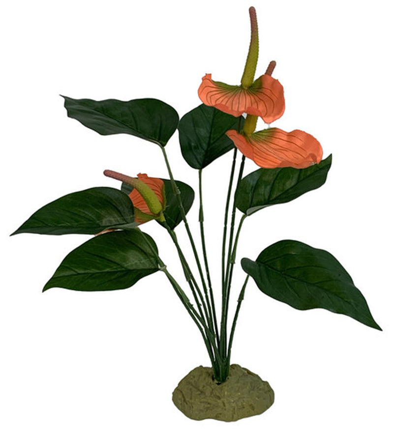 Komodo Anthurium Bush w/ Gravel 1ea for your Pet Fish with Pet Store X!