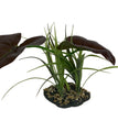 Komodo Rainforest Canopy Plant 1ea/10 in