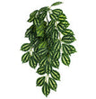 Komodo Two-Toned Leaf Hanging Plant 1ea/SM, 16 in