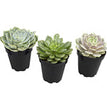 Komodo Desert Succulent Plant Yellow & Green 1ea/3 pk