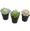 Komodo Desert Succulent Plant Yellow & Green 1ea/3 pk for your Pet Reptile with Pet Store X.