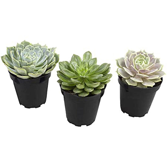 Komodo Desert Succulent Plant Yellow & Green 1ea/3 pk for your Pet Reptile with Pet Store X.