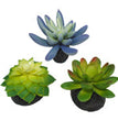 Komodo Desert Succulent Plant Blue & Green 1ea/3 pk