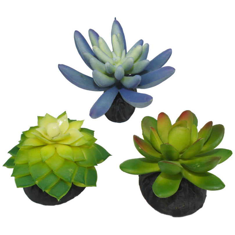 Komodo Desert Succulent Plant Blue & Green 1ea/3 pk for your Pet Reptile with Pet Store X.