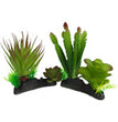 Komodo Cactus & Succulent Plant 1ea/One Size