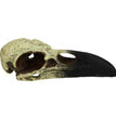 Komodo Raven Skull Hideout 1ea/MD, 6 in