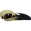 Komodo Raven Skull Hideout 1ea/MD, 6 in for your Pet Reptile with Pet Store X.