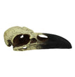 Komodo Raven Skull Hideout 1ea/MD, 6 in