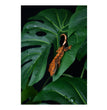 Komodo Standing Plant Monstera Leaf, 1ea/18 in