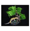 Komodo Bonsai Tree 1ea/17 in