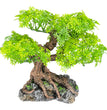 Komodo Bonsai Tree 1ea/17 in