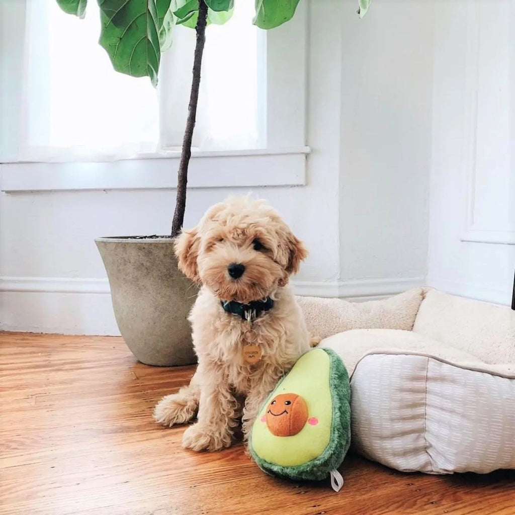 ZippyPaws NomNomz Dog Toy Avocado 1ea/MD