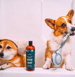 Pet Releaf Skin & Coat Dog 16oz. 2-In-1 Shampoo & Conditioner Cbd 100Mg