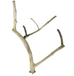 A & E Cages Java Wood Multi Branch Bird Perch MD for your Pet Bird with Pet Store X!