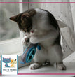 JW Pet ActiviToy Tilt Wheel Bird Toy Assorted 1ea/One Size for your Pet Dog with Pet Store X.