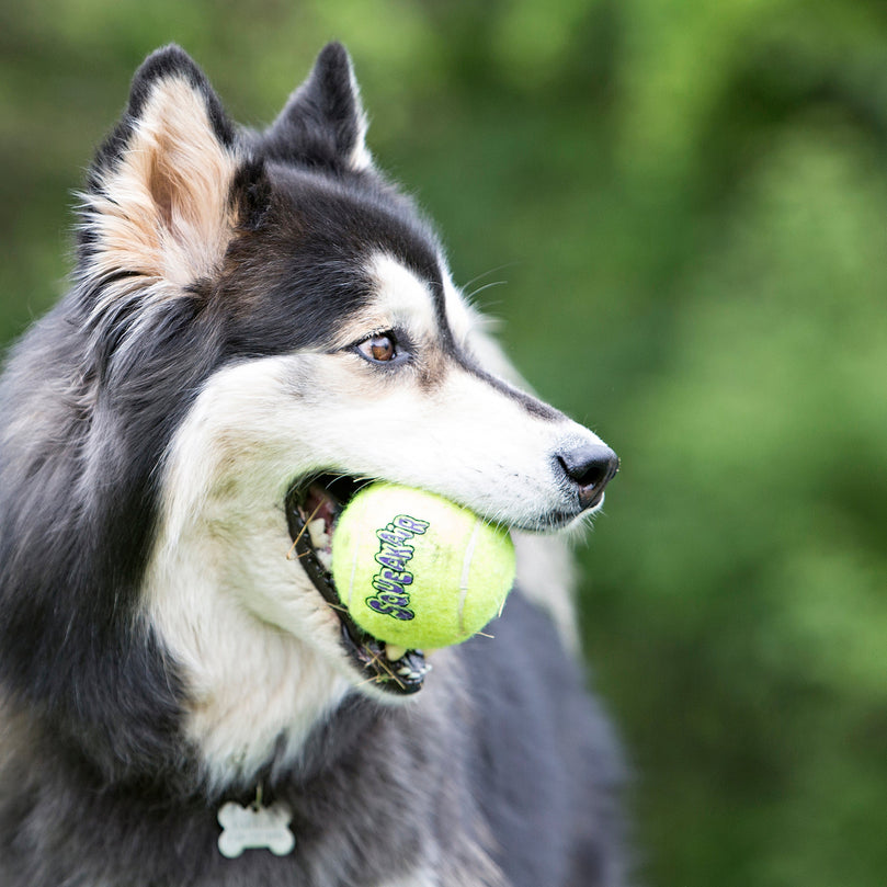 KONG Air Dog Squeaker Tennis Ball Dog Toy 1ea/3 pk, XS - Pet Store X