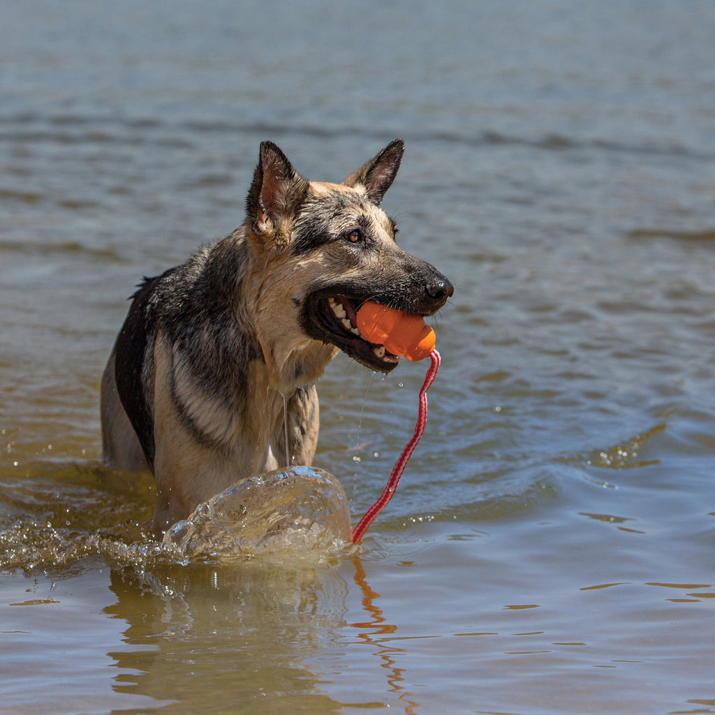 KONG Aqua Dog Toy 1ea/LG - Pet Store X